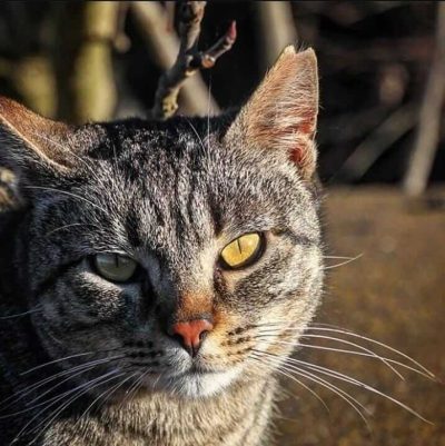 gato_marca